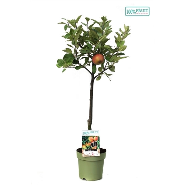 Apple Tree Elstar 100cm Tall 21cm Pot Malus Domestica