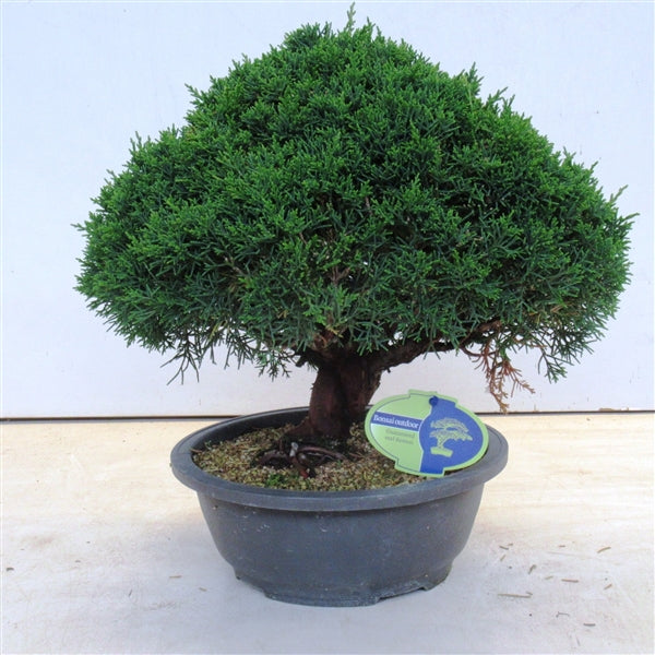 Juniperus Chinensis 35cm Tall 22cm Pot